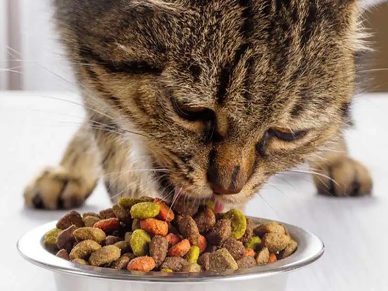 Can cats live on dry food?